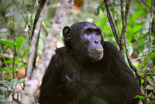Photo: Wild Chimpanzee portrait Wild Chimpanzee portrait
