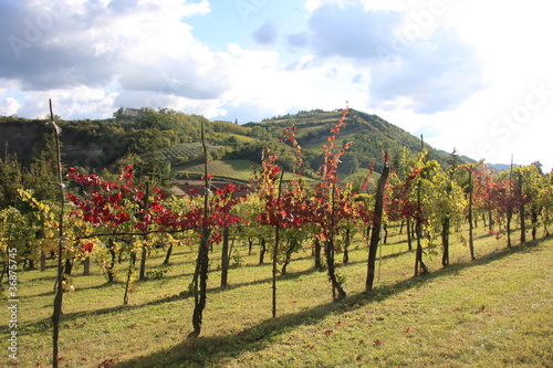 Photo: vigne d'autunno vigne d'autunno