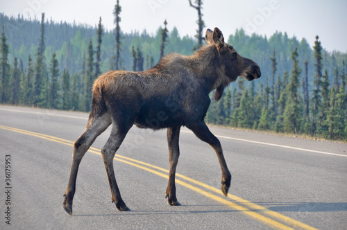 Photo: Wild moose crossing the road, Denali national park, Alaska Wild moose crossing the road, Denali national park, Alaska