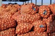 Photo: Onion Harvest - Storage Warehouse Onion Harvest - Storage Warehouse