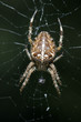 Foto: Gartenkreuzspinne Gartenkreuzspinne