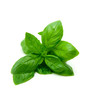 Basil