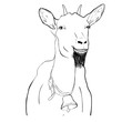 Portrait of goat