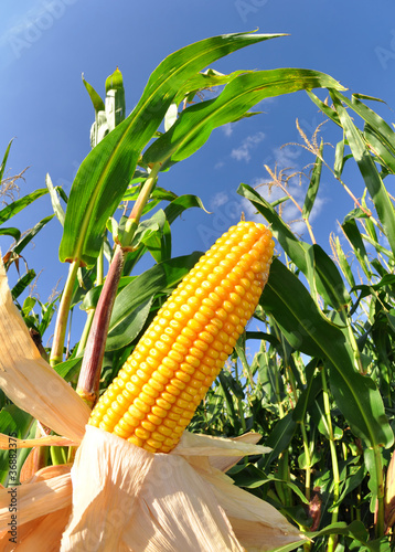 Photo: Corn field Corn field