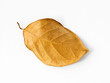 Brown dry leaf on a white background