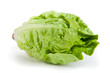 Romana Salatkopf