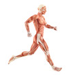 Running man muscles anatomy system isolated on white background