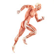 Running man muscles anatomy system isolated on white background