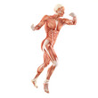 Fighting man muscles anatomy system isolated on white background Fighting man muscles anatomy system isolated on white background