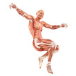 Jumping man muscles anatomy system isolated on white background Jumping man muscles anatomy system isolated on white background