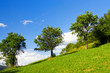 Tree in the mountain