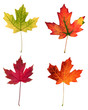 fall leafs