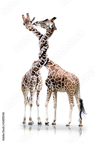 Foto: Giraffen mit verdrehten Hals Giraffen mit verdrehten Hals