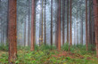 Tall Douglas fir with seedlings Tall Douglas fir with seedlings