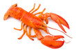 Lobster