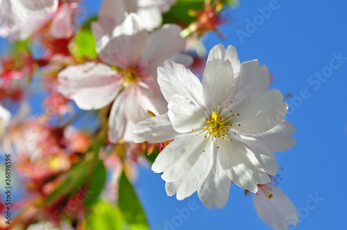 Foto: Frühling - Kirschblüten Frühling - Kirschblüten