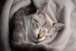 gatinho a dormir