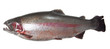 Large rainbow trout (Oncorhynchus mykiss)