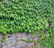 ivy and stone wall