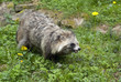 Raccoon Dog