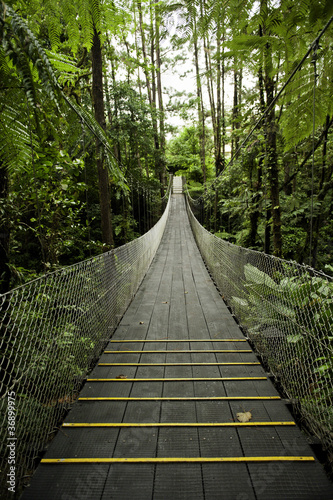 Photo: Tropical Forest Suspension Bridge Tropical Forest Suspension Bridge