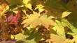 紅葉