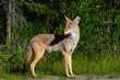 Photo: Wild Coyote Wild Coyote