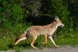Photo: Wild Coyote Wild Coyote
