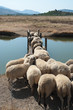 Flock Of Sheep Flock Of Sheep