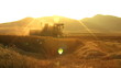 harvesting wheat cut 5