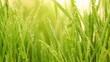Blade of grass and water droplet.