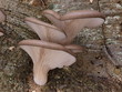 Austernseitling - Kalbfleischpilz Austernseitling - Kalbfleischpilz