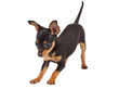 Russian toy terrier on a white background