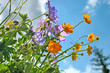 flowers and sky flowers and sky