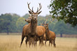 Herd of red deer stags and does in Autumn Fall meadow