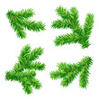 Vector: Fir branches Fir branches