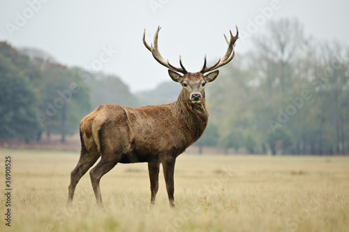 Photo: Portrait of majestic red deer stag in Autumn Fall Portrait of majestic red deer stag in Autumn Fall