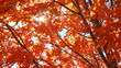Sun Through Fall Leaves