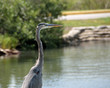 Photo: great blue heron in the wild florida great blue heron in the wild florida