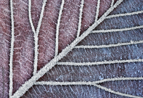 Photo: Frozen Leaf in Christmas Clolors Frozen Leaf in Christmas Clolors