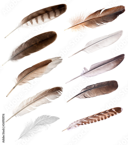 Photo: ten feathers from different birds ten feathers from different birds