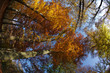 autumn trees