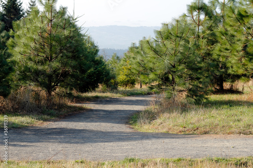 Photo: A Fork in the Road A Fork in the Road