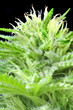 Sin Semilla Cannabis Plant Sin Semilla Cannabis Plant