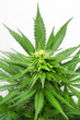 Female Marijuana Plant in Flower Female Marijuana Plant in Flower