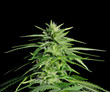 Potent Medical Marijuana Plant Potent Medical Marijuana Plant