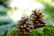 Pine cone on the moss on green forest moss