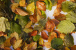Autumn colors Autumn colors