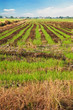 Natural green rice farm