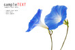 Couple flower isolate on white background